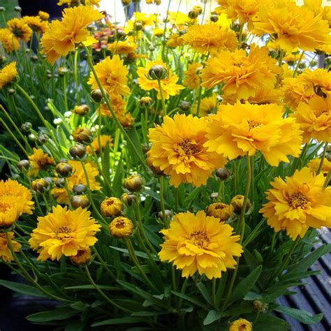 full sun flowers home depot